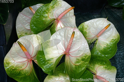 Image of Flowers