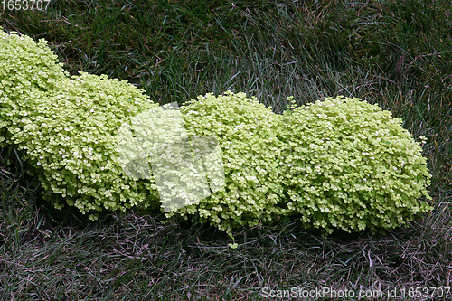 Image of Flowers in park