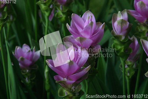Image of Flowers