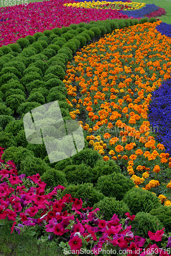 Image of Flowers in park