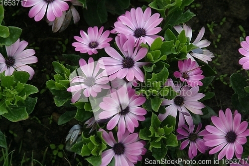 Image of Flowers