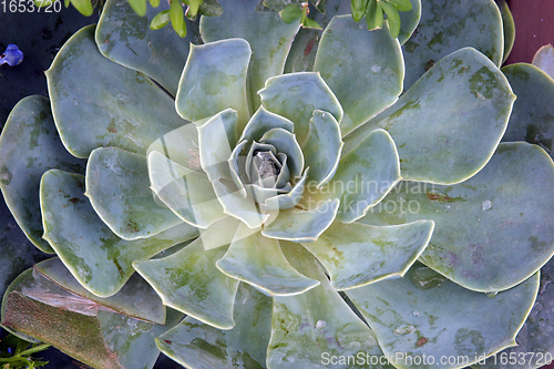 Image of Sempervivum tectorum in closeup, housekeep