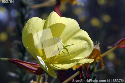 Image of Yellow flower