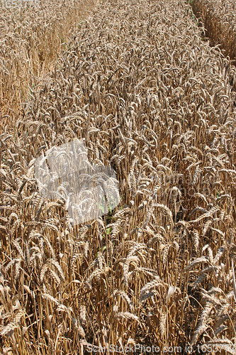 Image of Golden Wheat field