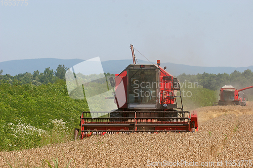 Image of Combine harvesting wheat