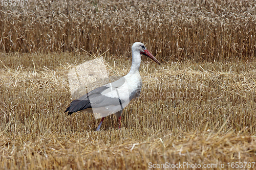 Image of Stork in wheat field