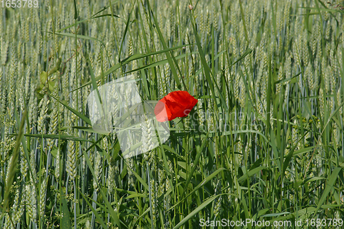 Image of Poppy flower and green field, Slavonia, Croatia