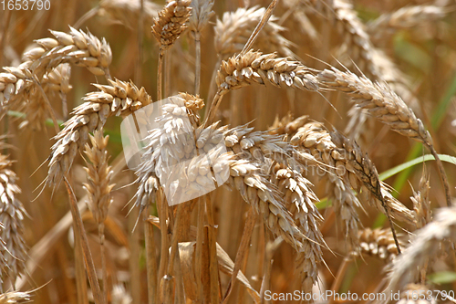 Image of Golden wheat field