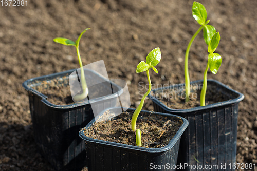 Image of Plant sprouts in plastic black pots on the background of fresh earth in the garden