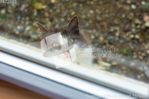 Image of A stray cat looks piteously out the window