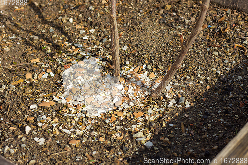 Image of Fertilizing a bush with eggshells