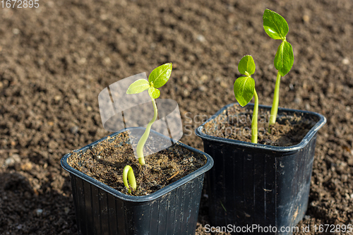 Image of Seedlings in plastic black pots on the background of fresh earth in the garden