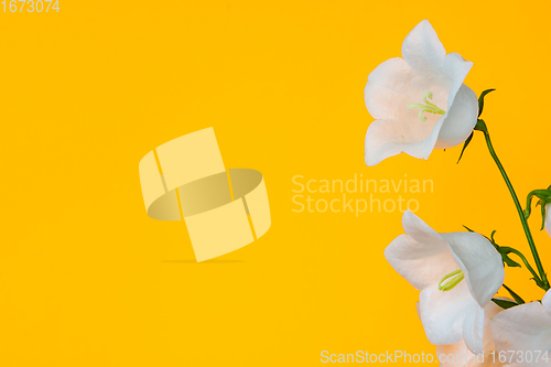 Image of Several flowers of white bell on yellow background