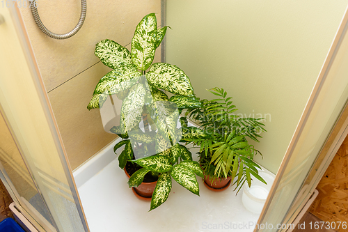 Image of Washing the leaves of indoor plants in the shower