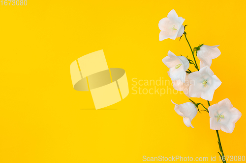 Image of A branch of a white bell on a yellow background, left empty space for insertion