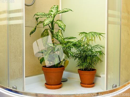 Image of Indoor flowers stand in a shower stall after washing from leaves from dust