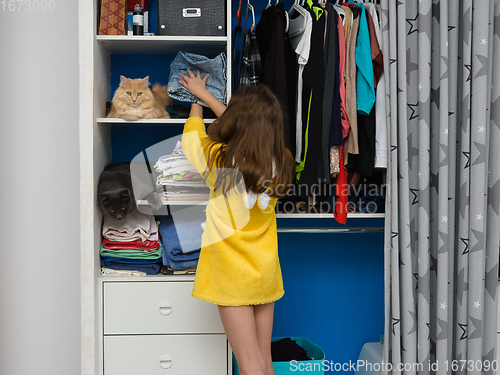 Image of In an open closet, two cats are sitting on shelves with things, a girl puts folded clothes on a shelf with a cat