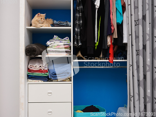 Image of In an open closet, on shelves with things, two cats are sitting on different shelves