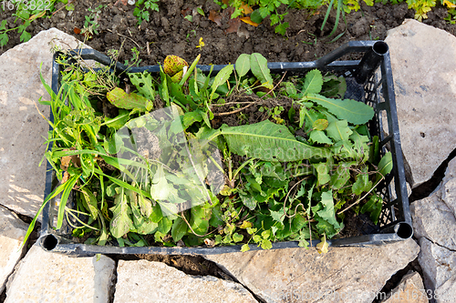 Image of Collected weeds from the garden are in a plastic box