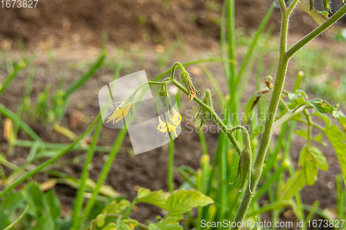Image of Flowers of tomato seedlings in the garden close-up