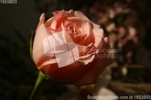 Image of Red rose