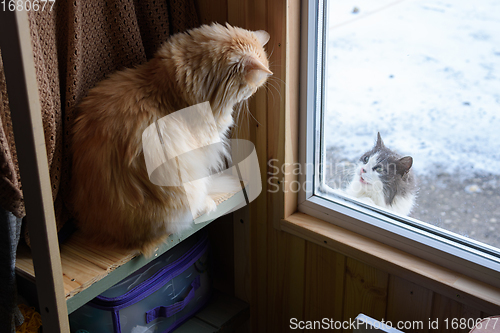 Image of Two cats, indoor and outdoor, look at each other through the window in a country house