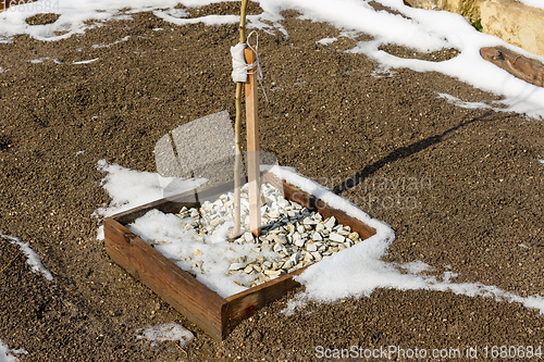 Image of One-year fruit tree seedling after wintering