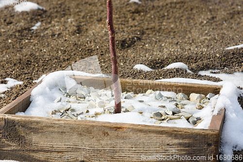 Image of Remnants of melting snow on a wooden hole covered with decorative fine gravel for a fruit tree seedling