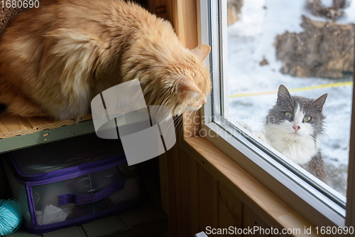 Image of A stray cat looks from the street into the window of the house, a domestic cat is staring at it from the inside