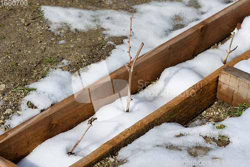 Image of Grape seedlings in a wooden hole, the first spring thaw and the snow is melting