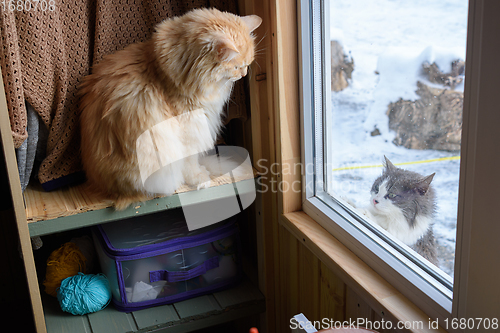 Image of A stray cat looking out the window from the street looks at the home