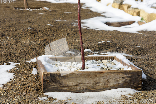 Image of Spring melting of snow in the garden, holes of trees and land in the garden partially in snow