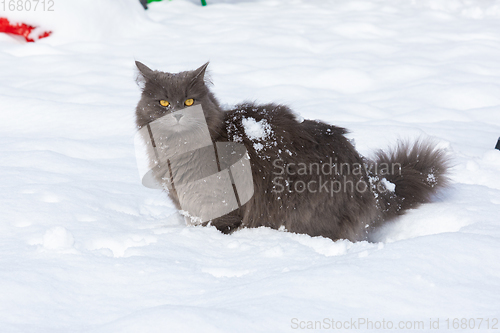 Image of A funny domestic dark gray cat stands in a snowdrift
