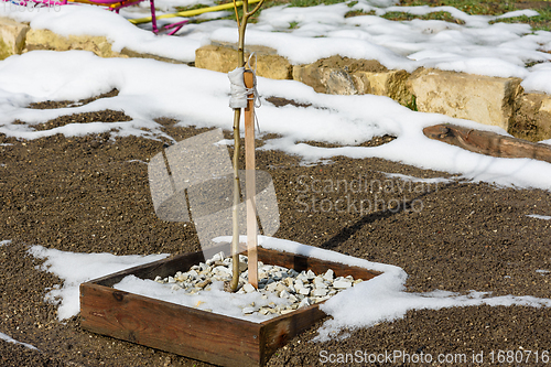 Image of Annual fruit tree seedling in the garden in early spring