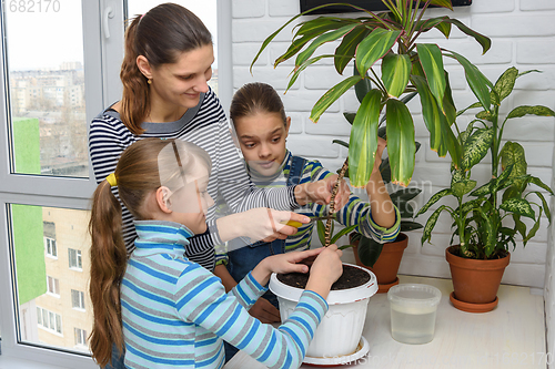 Image of Mom and daughters take care of indoor plants