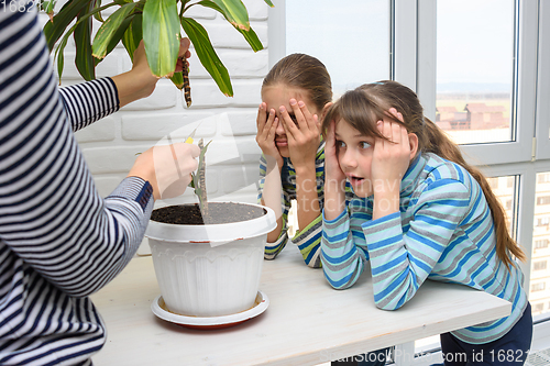 Image of The girl cut a tall houseplant into two parts, the children look with fear and surprise