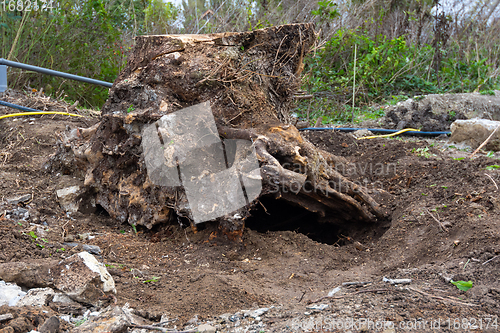 Image of Grubbing a huge tree stump in the garden