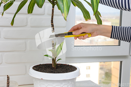 Image of Cutting indoor plants, the girl\'s hands cut off the upper part of the cordilina plant