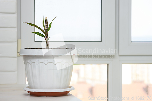 Image of Indoor plant seedling in a large pot by the window