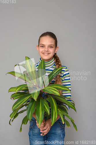 Image of A girl holding a flower of a houseplant cordilina in her hands