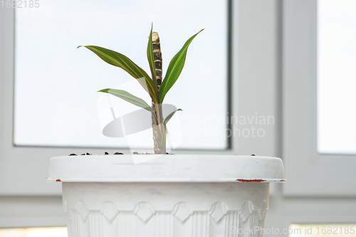 Image of Seedling of a plant Cordilina close-up in a pot on a background of a window