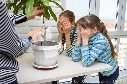 Image of Children closed their eyes when mom cut a tall houseplant in two