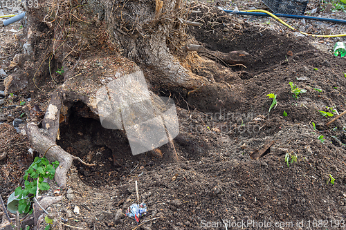 Image of The roots of a large stump dug up for uprooting in the garden