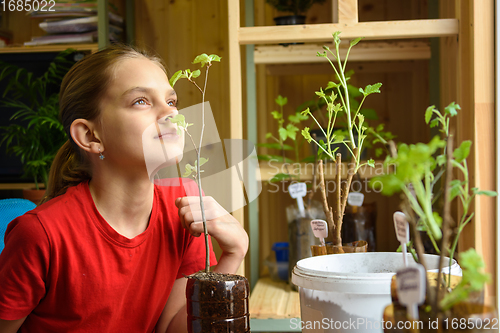 Image of A girl transplants seedlings of garden plants, and smells how fresh leaves smell