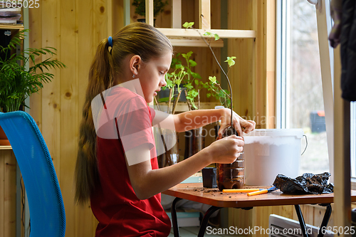 Image of A girl at home at a table by the window is engaged in transplanting garden plants