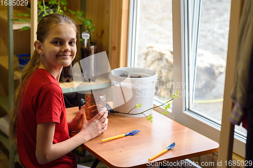 Image of The girl is preparing to transplant seedlings of garden plants and looked into the frame