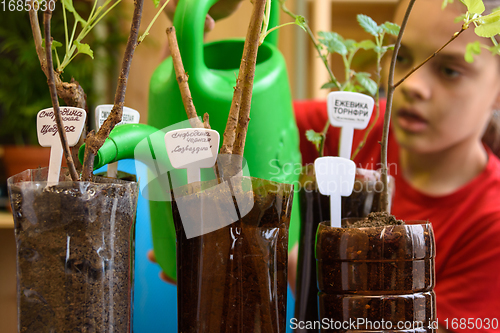 Image of Girl watering seedlings of berry bushes planted in plastic bottles