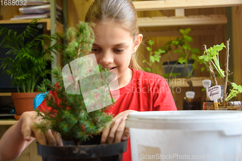 Image of A girl is planting a spruce seedling in a pot, in the background are seedlings of garden plants