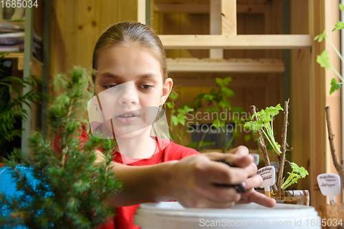 Image of The girl takes the soil from the bucket for planting plants, close-up