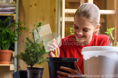 Image of Happy girl transplants a spruce seedling into a larger pot